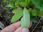 <i>Primula pseudodenticulata </i>