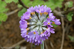 <i>Primula pseudodenticulata </i>