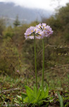 <i>Primula pseudodenticulata </i>