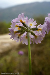 <i>Primula pseudodenticulata </i>