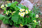 Primula pskemensis