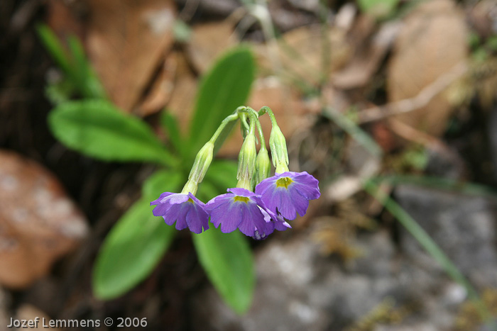 <i>Primula pulchella </i>