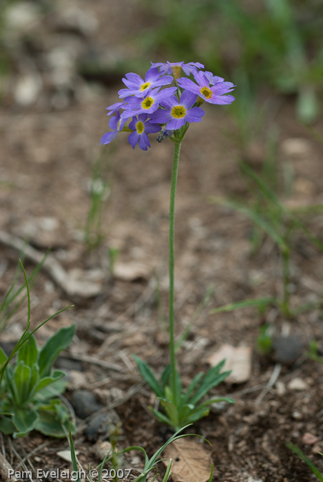 <i>Primula pulchella </i>