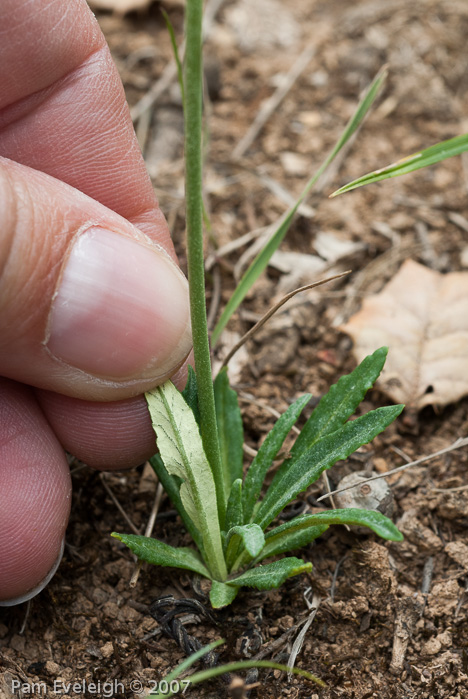 <i>Primula pulchella </i>