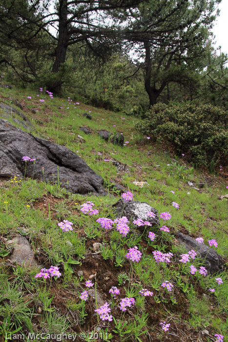 <i>Primula pulchella </i>