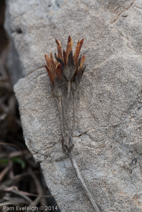 <i>Primula pulchella </i>