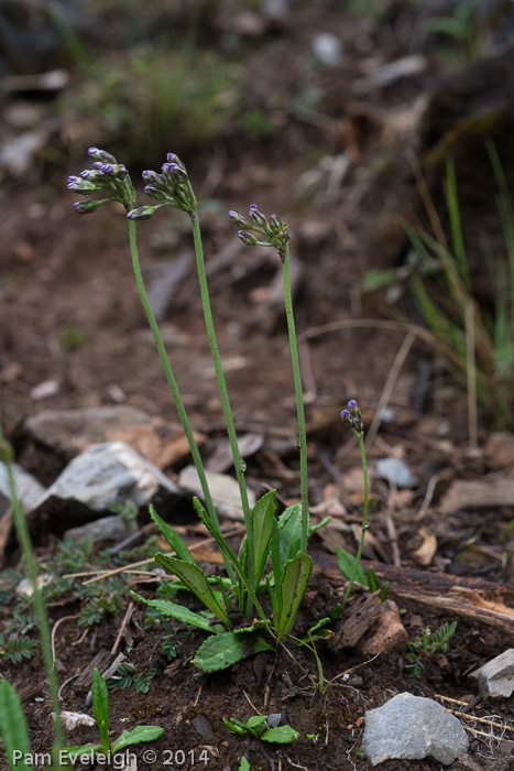 <i>Primula pulchella </i>