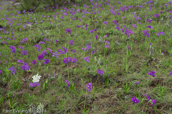 <i>Primula pulchella </i>