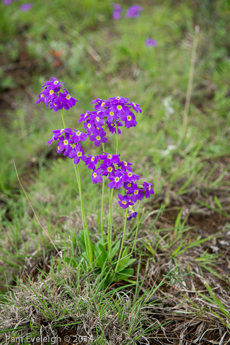 <i>Primula pulchella </i>