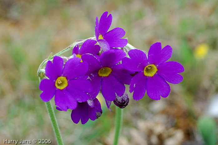 <i>Primula pulchella </i>