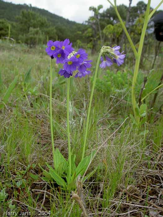 <i>Primula pulchella </i>