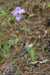 <i>Primula pulchella </i>