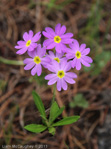 <i>Primula pulchella </i>