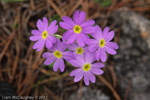 <i>Primula pulchella </i>