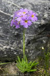 <i>Primula pulchella </i>