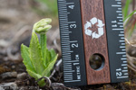 <i>Primula pulchella </i>