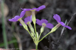 <i>Primula pulchella </i>