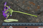 <i>Primula pulchella </i>