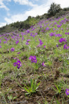 <i>Primula pulchella </i>