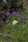 <i>Primula pulchella </i>