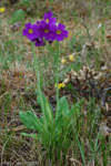 <i>Primula pulchella </i>