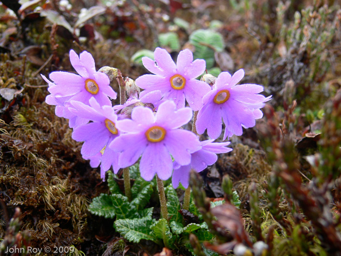 <i>Primula chamaethauma </i>