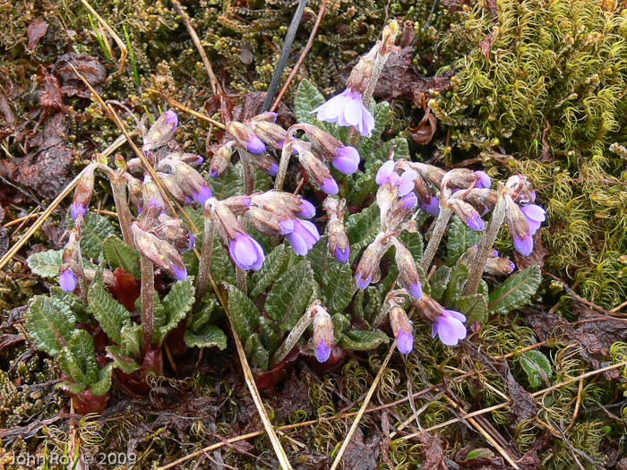 <i>Primula chamaethauma </i>