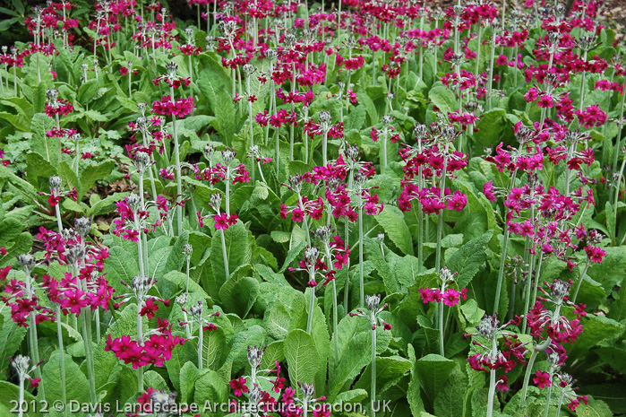 Primula pulverulenta