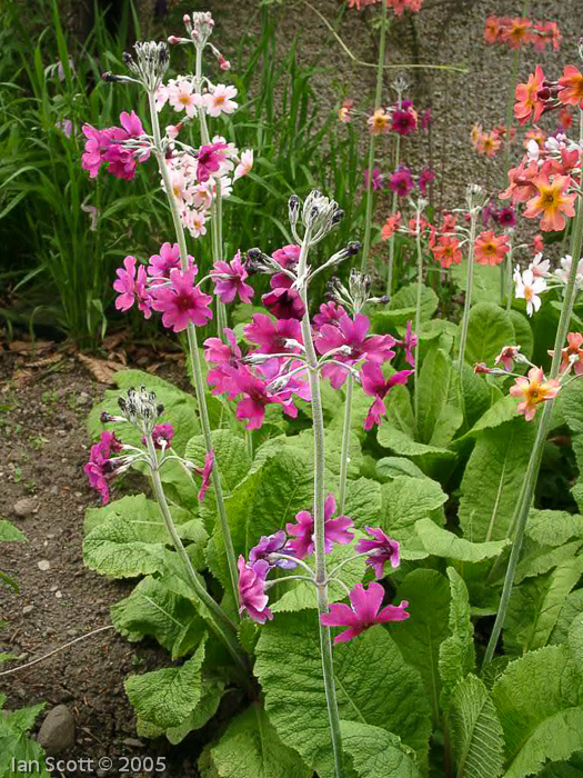 Primula pulverulenta hybrid