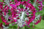 Primula pulverulenta