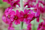 Primula pulverulenta