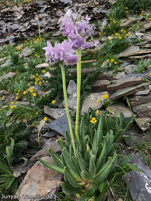 <i>Primula purdomii </i>
