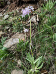 <i>Primula purdomii </i>