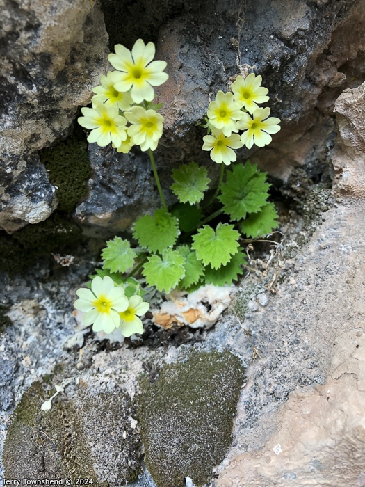 <i>Primula qinghaiensis </i>