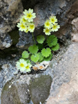 <i>Primula qinghaiensis </i>
