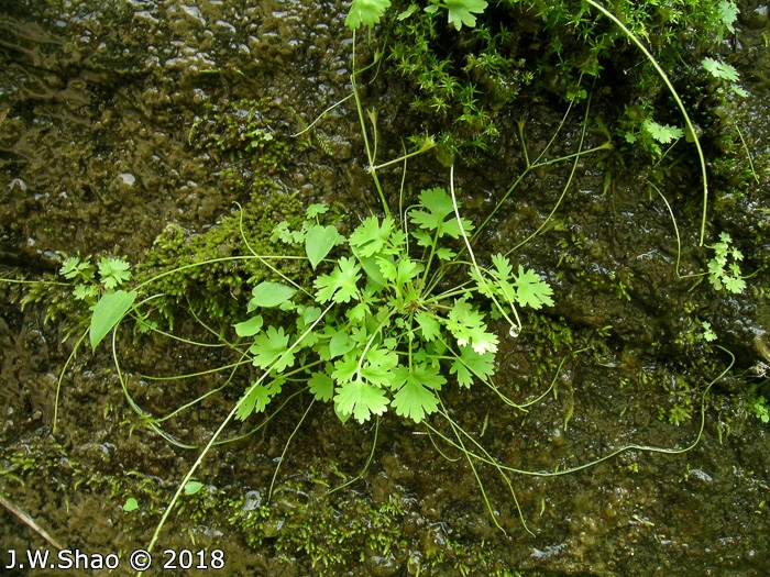 <i>Primula ranunculoides </i>