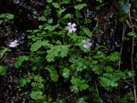 <i>Primula ranunculoides </i>