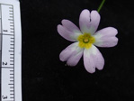 <i>Primula ranunculoides </i>