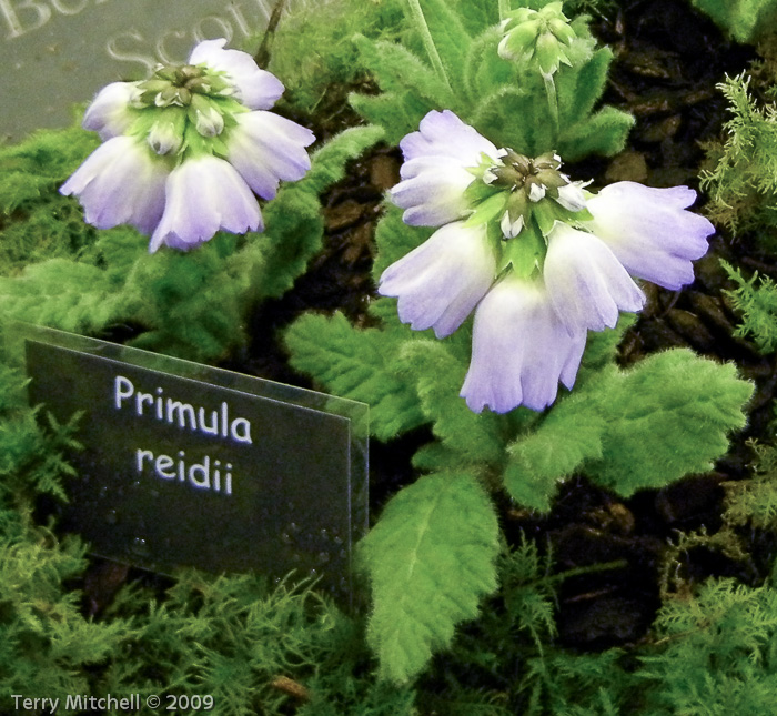 <i>Primula reidii var. williamsii </i>