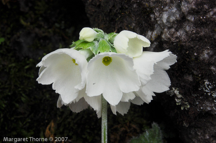 <i>Primula reidii </i>