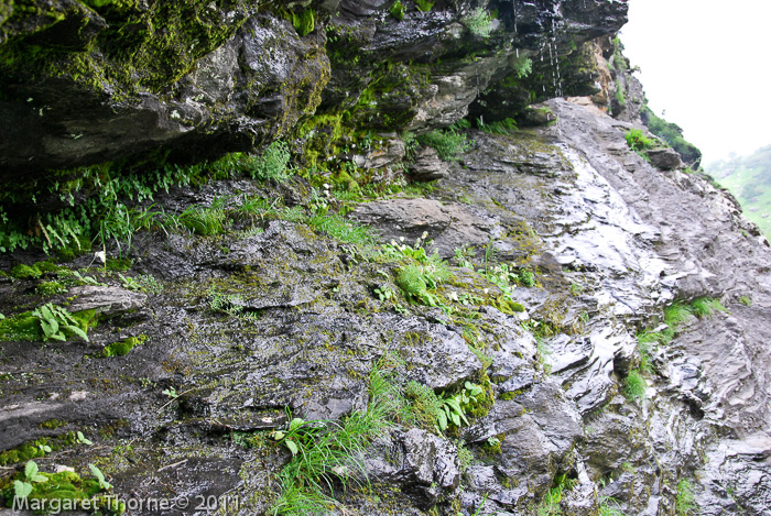 <i>Primula reidii </i>