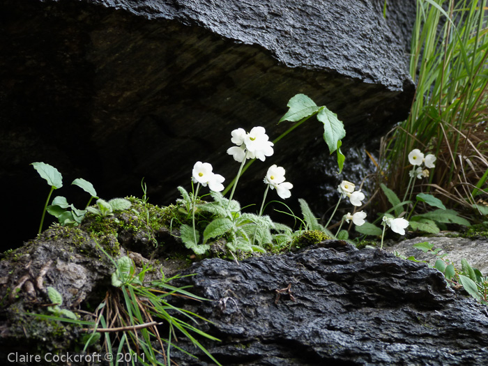 <i>Primula reidii </i>