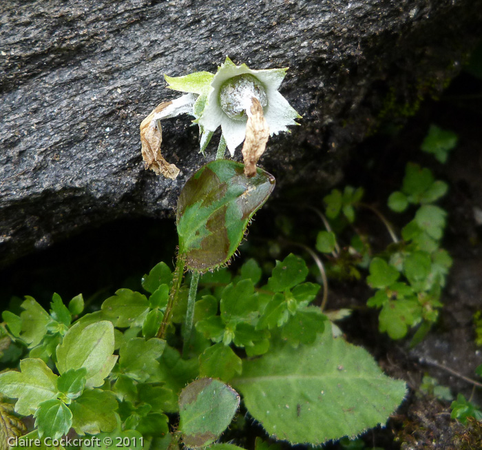 <i>Primula reidii </i>