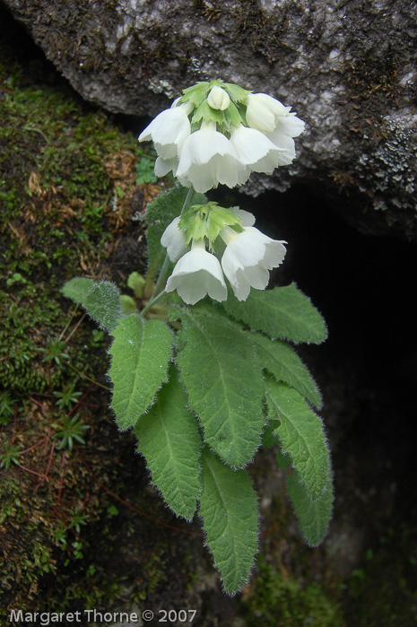 <i>Primula reidii </i>