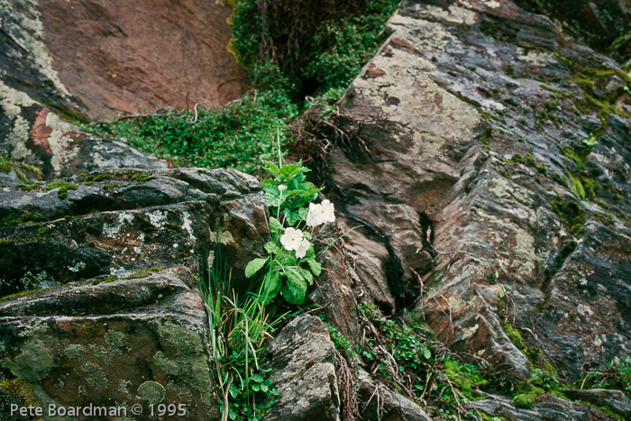 <i>Primula reidii </i>