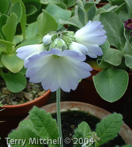 <i>Primula reidii var. williamsii </i>