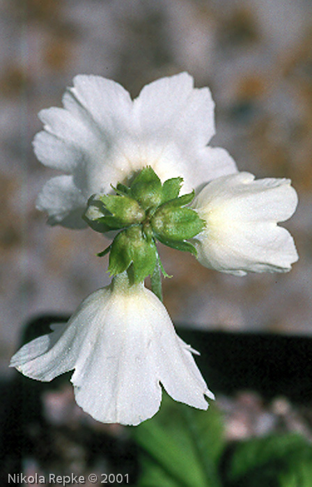 <i>Primula reidii </i>