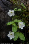 <i>Primula reidii </i>