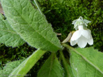 <i>Primula reidii </i>