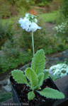 <i>Primula reidii var. williamsii </i>